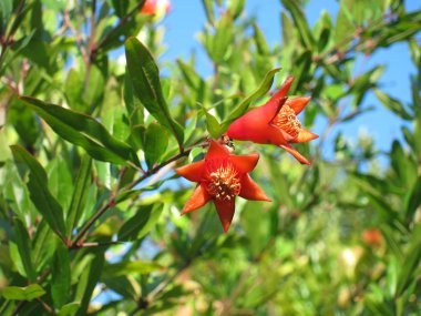 Nar çiçekleri ağaç üzerinde