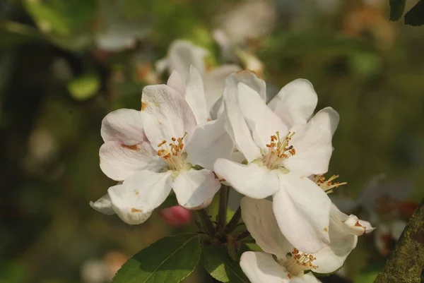 Flori de măr — Fotografie, imagine de stoc