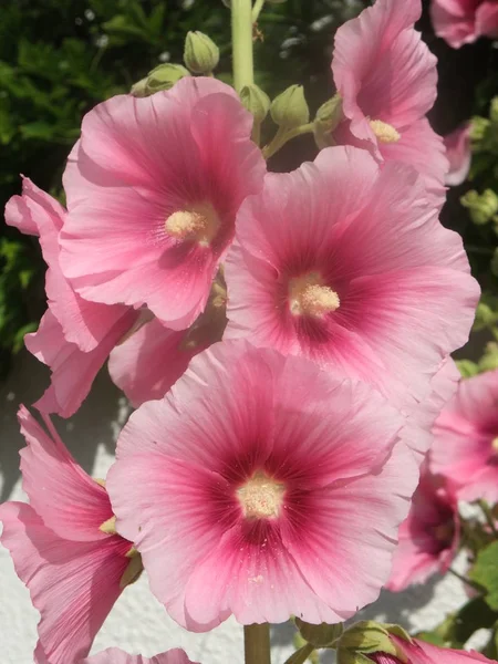 Ogród hollyhock lcea Althea rosea — Zdjęcie stockowe