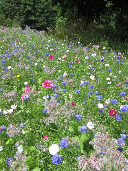 Campo de flores — Foto de Stock