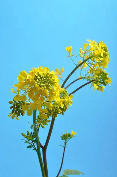 Жовта гірчиця з листям — стокове фото