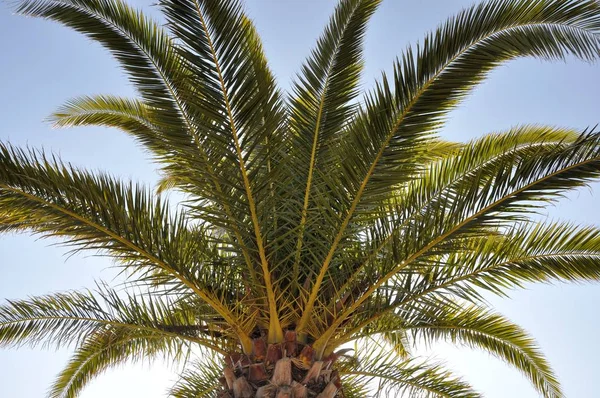 Date palm — Stock Photo, Image