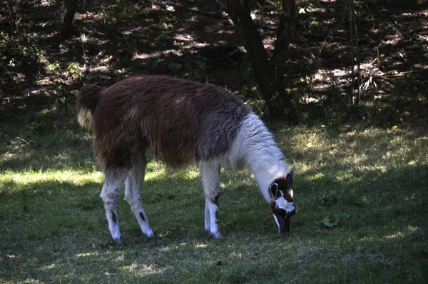 Llama in anjou — 스톡 사진