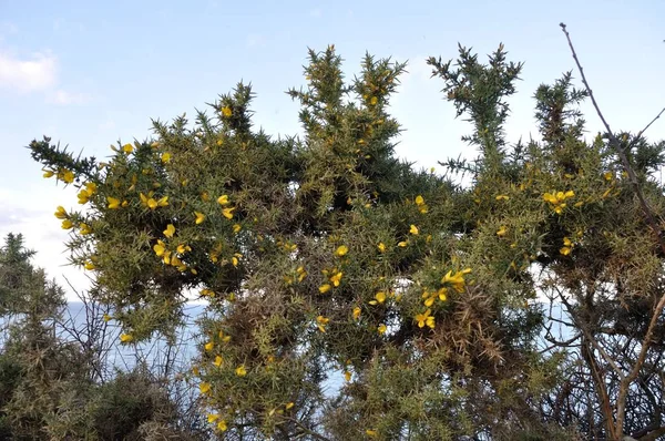 Gorse. — Foto de Stock