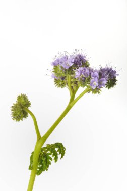 Beyaz arkaplanda Phacelia