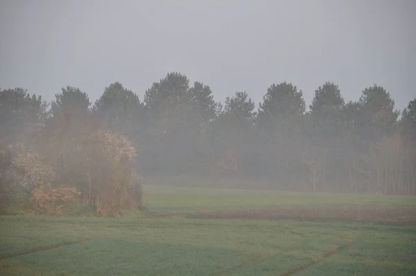El campo en la niebla en Plerin — Foto de Stock