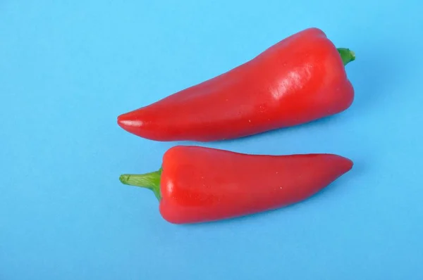 Red long pepper on blue bacground — Stock Photo, Image