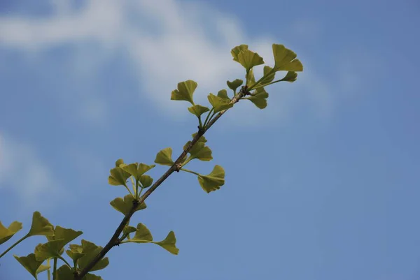 Ginkgo biloba na modré obloze — Stock fotografie