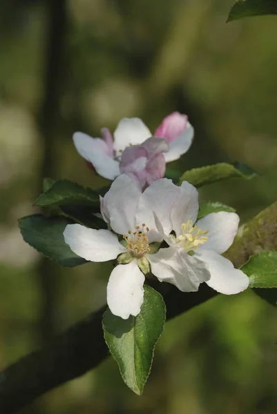Flori de măr — Fotografie, imagine de stoc