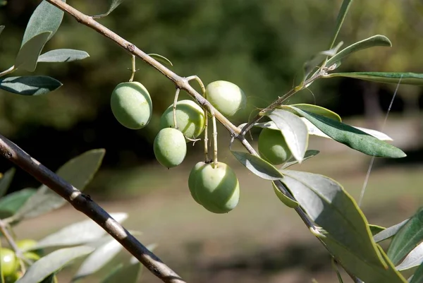 프로방스의 올리브 나무 — 스톡 사진