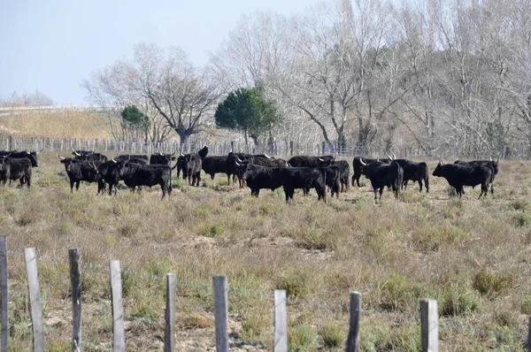 Taureaux en Camargue — Photo