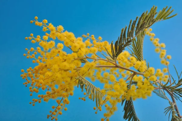 Mimosa bloemen — Stockfoto