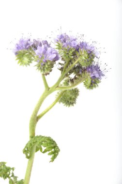 Beyaz arkaplanda Phacelia