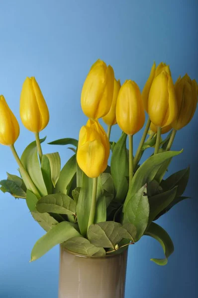 Een ruiker van gele tulpen — Stockfoto