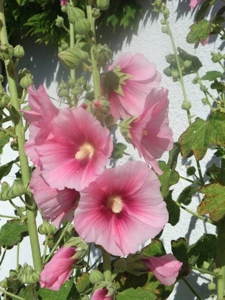 ガーデンホリホックルセア｜Althea rosea — ストック写真