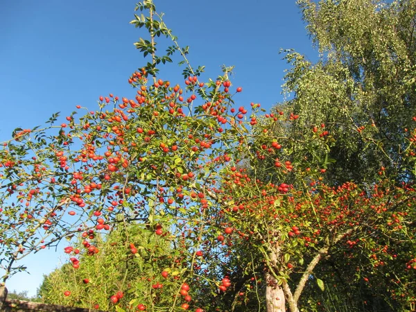 Owoc krzewu różowego — Zdjęcie stockowe