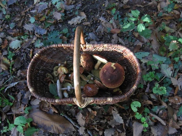Bolet de champignons dans un panier dans une forêt — Photo