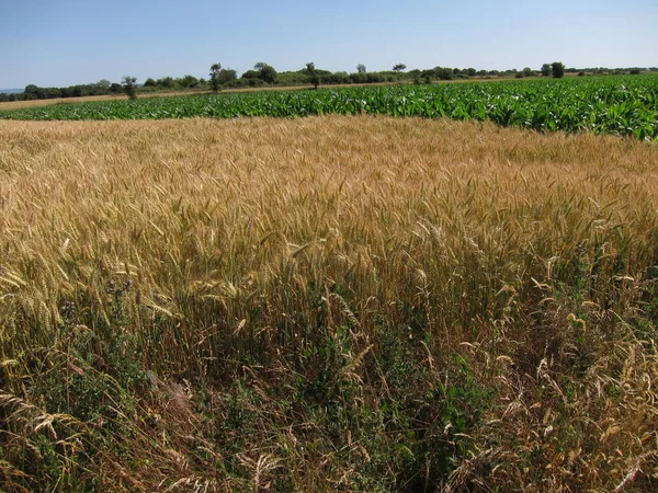 Un campo de trigo —  Fotos de Stock