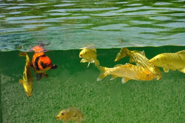鯉が池にいる — ストック写真