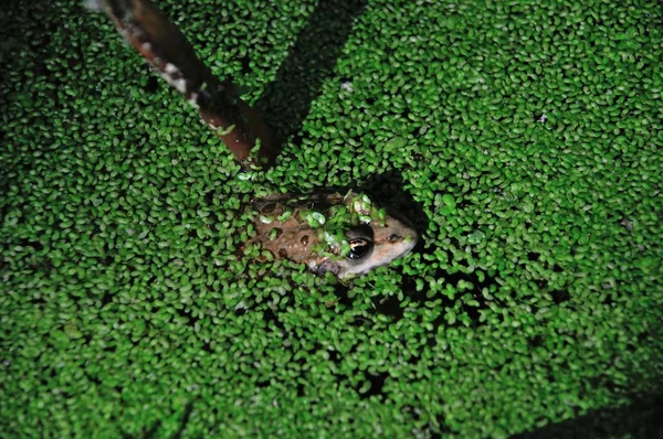 Rana en la maleza de pato en un estanque — Foto de Stock