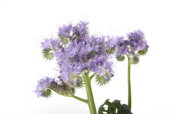 Phacelia on white background — Stock Photo, Image