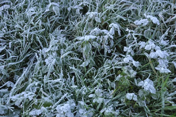 Hoarfrost em uma grama de declive — Fotografia de Stock