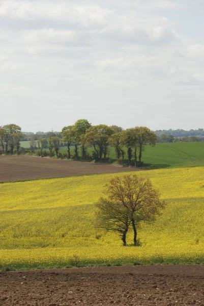 Campo di colza in Bretagna — Foto Stock