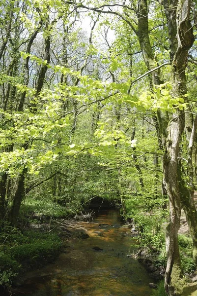 Rzeka pstrąg w lesie w Bretanii — Zdjęcie stockowe