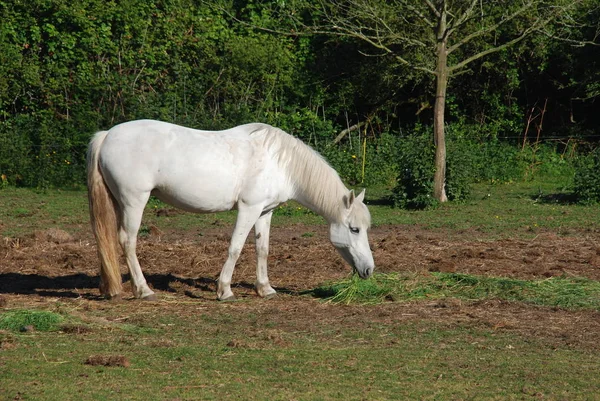 Horses in a meadow in Brittany — 스톡 사진