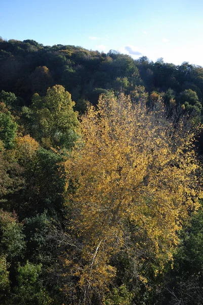 Дерево осеннего цвета — стоковое фото
