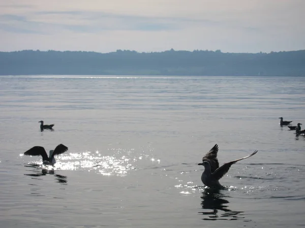 Möwe auf dem Meer — Stockfoto