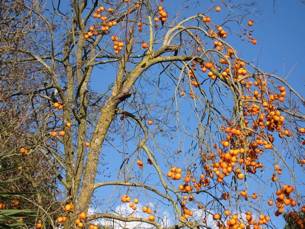 Drzewo w jesiennych kolorach — Zdjęcie stockowe