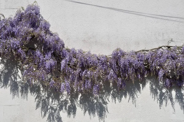 Wisteria on a white wall — Stock Photo, Image