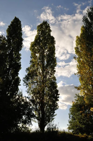 Poplar trees on a cloudy sky — Stock Photo, Image