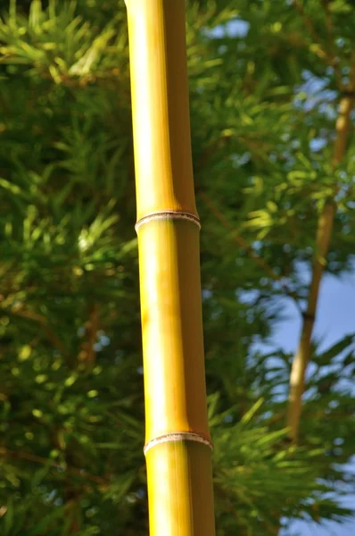 Tige de bambou — Photo
