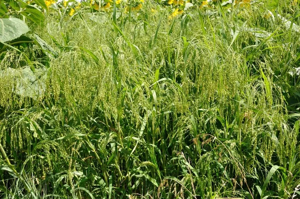 Millet in a field — Stock Photo, Image