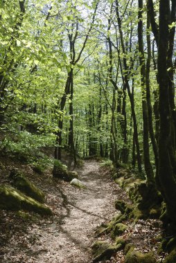 Brittany 'de bir ormanda yol