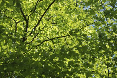 Baharda Brittany 'de Orman