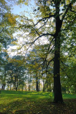 Sonbahar renklerinde ağaç 