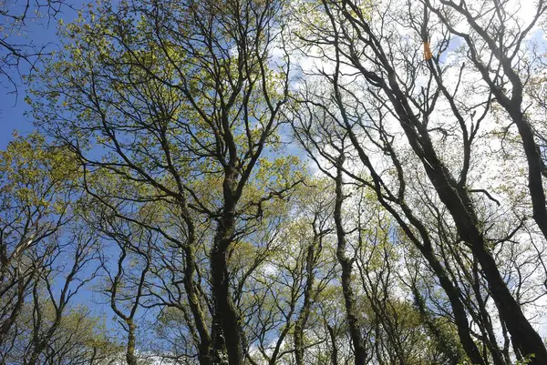 Bosque en Bretaña en primavera — Foto de Stock