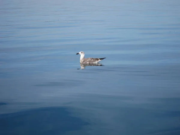 Fiskmås på havet — Stockfoto