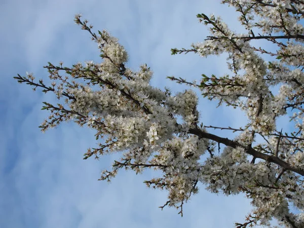 Plommonblomma på pordisk — Stockfoto