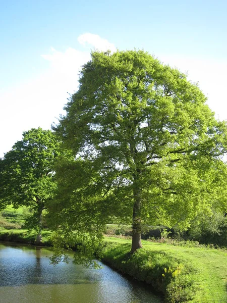 Oaks along a pond in Brittany — 스톡 사진