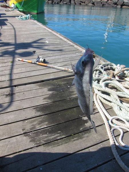 La pesca de besugo en los pontones — Foto de Stock