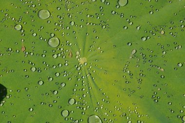 Lotus yaprağı gölet