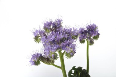 Beyaz arkaplanda Phacelia
