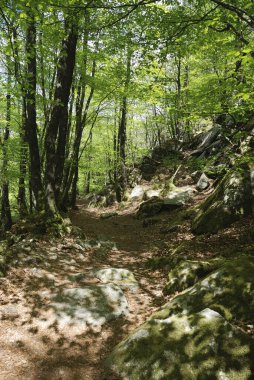 Brittany 'de bir ormanda yol