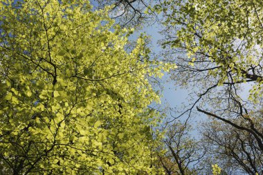 Baharda Brittany 'de Orman