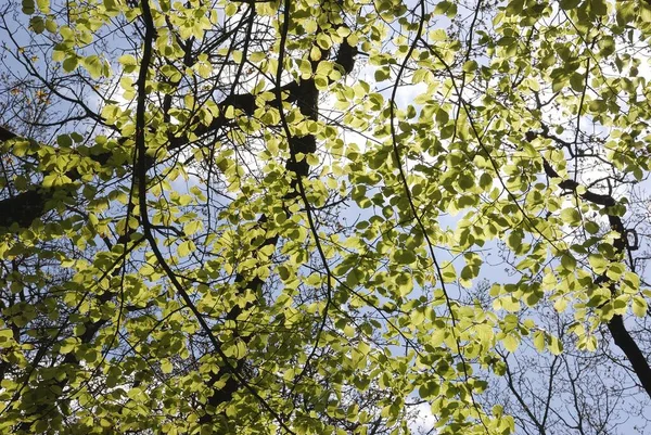 Skogen i Bretagne på våren — Stockfoto