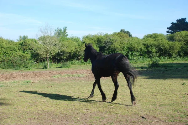 Paarden in een weiland in Bretagne — Stockfoto